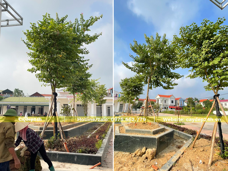 Dự án trồng cây hoa ban trắng Tây Bắc ở tỉnh Vĩnh Phúc cũ