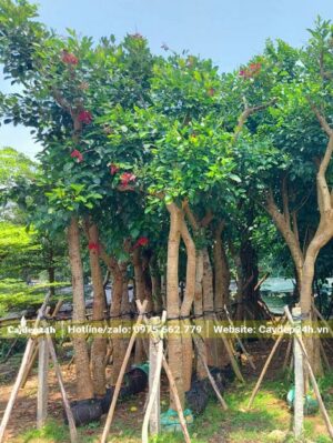 Chọn mua cây Osaka hoa đỏ ngay tại vườn, cây đã dâm ủ, đường kính gốc 10 - 15cm