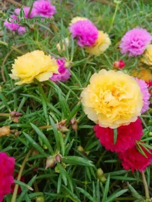 Cây hoa Mười Giờ bông kép màu sắc rực rỡ