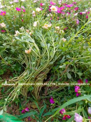 Giống cây hoa Mười Giờ sam