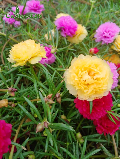 Cây hoa Mười Giờ bông kép màu sắc rực rỡ