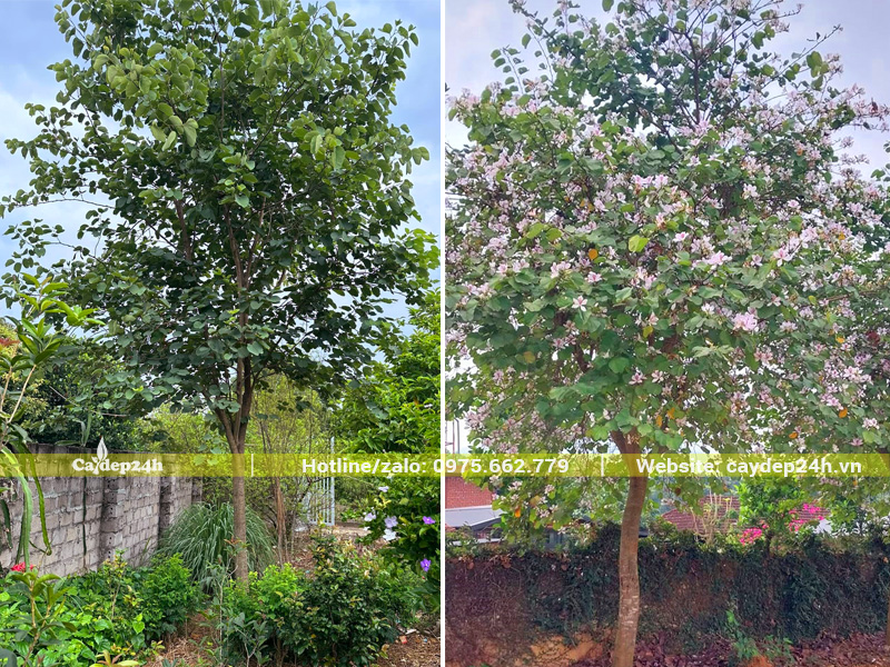 Cây hoa Ban Tây Bắc công trình được chăm sóc tốt, hoa nở rực rỡ