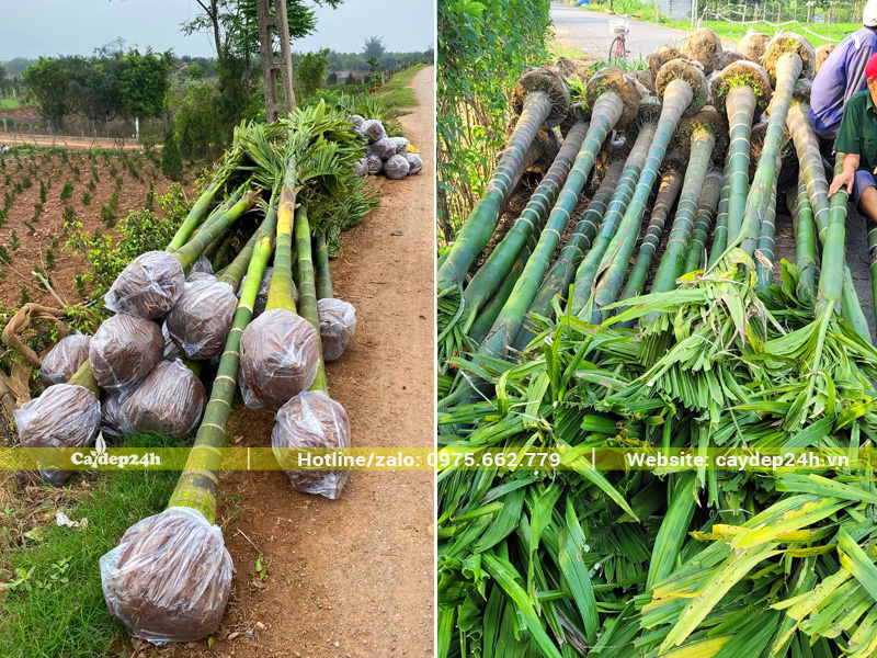 Hàng chục cây cau ta lâu năm mới bứng, lóng thân hơn 3m