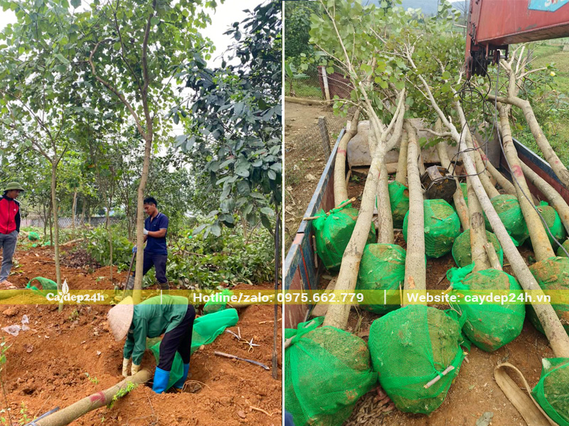 Cố định bầu cây Ban Tây Bắc sau khi bứng