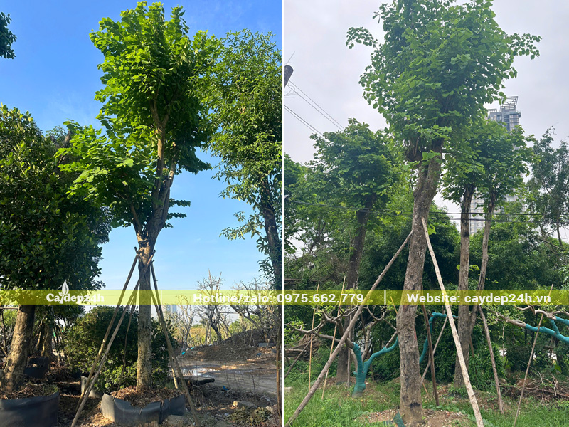 Ban Tây Bắc dâm ủ trong bầu nổi, đường kính gốc trên 20cm