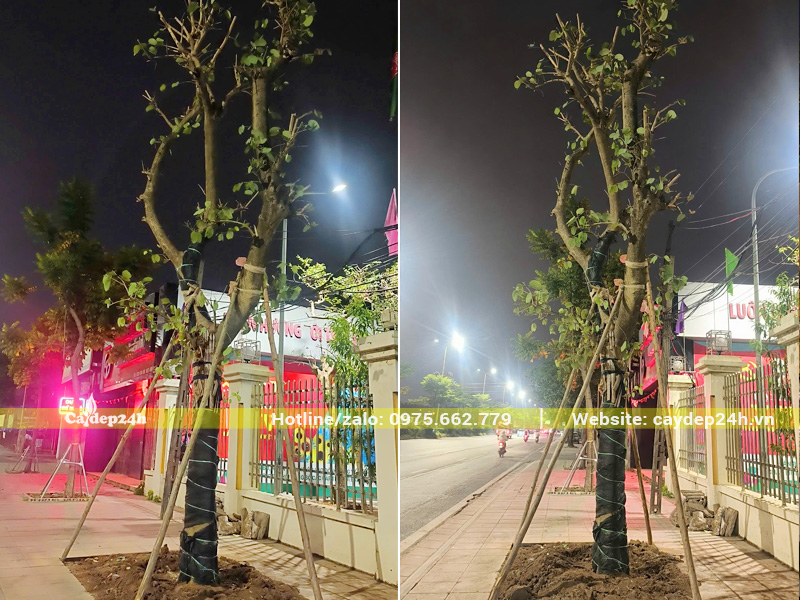 Thi công và dựng cọc chống cho cây Ban Tây Bắc