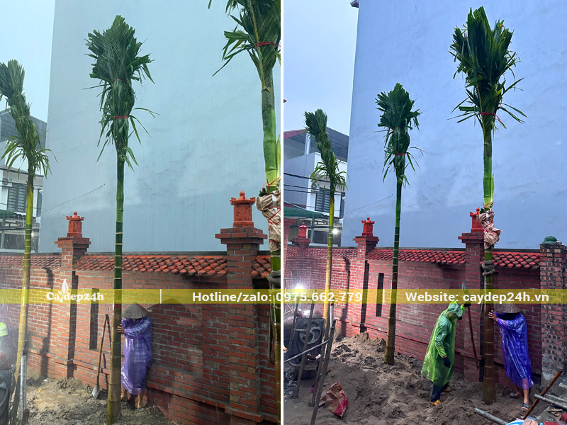 Tiến hành trồng và lấp đất cho hàng cây cau ta trước nhà thờ họ