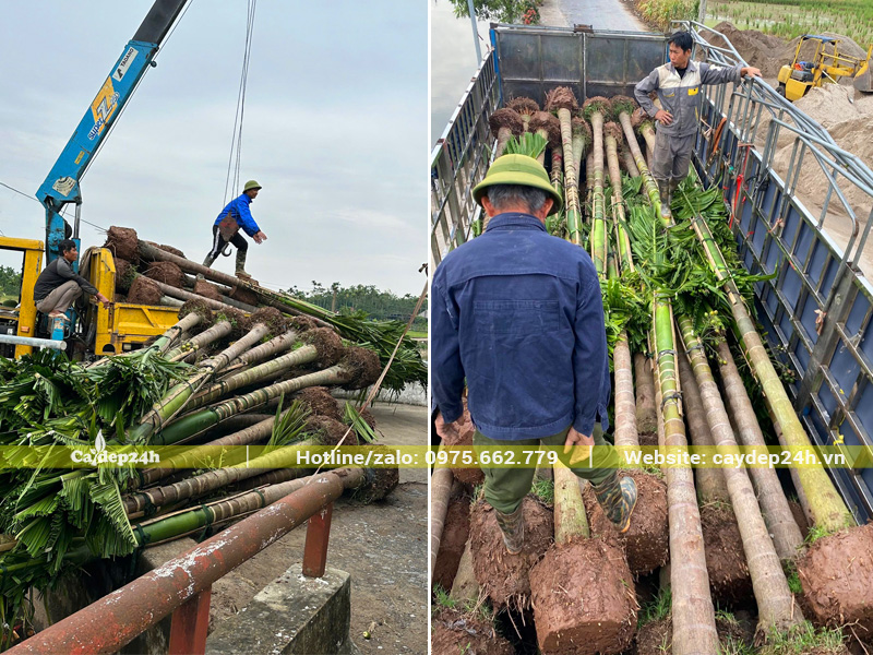 Công nhân đang tiến hành bốc xếp cây cau ta công trình