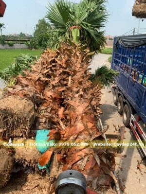 Cọ Mỹ công trình xếp thành đống chuẩn bị cẩu lên xe tải