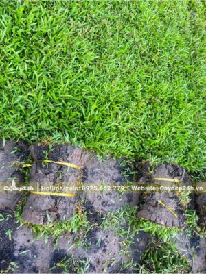 Cỏ Lá Gừng bán theo cuộn rộng 30cm, dài 60cm