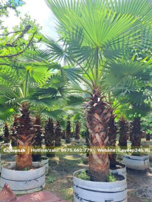 Khu vườn nuôi trồng cây Cọ Mỹ từ nhỏ trong bầu nổi, hiện đã cao khoảng 1 - 1,5m