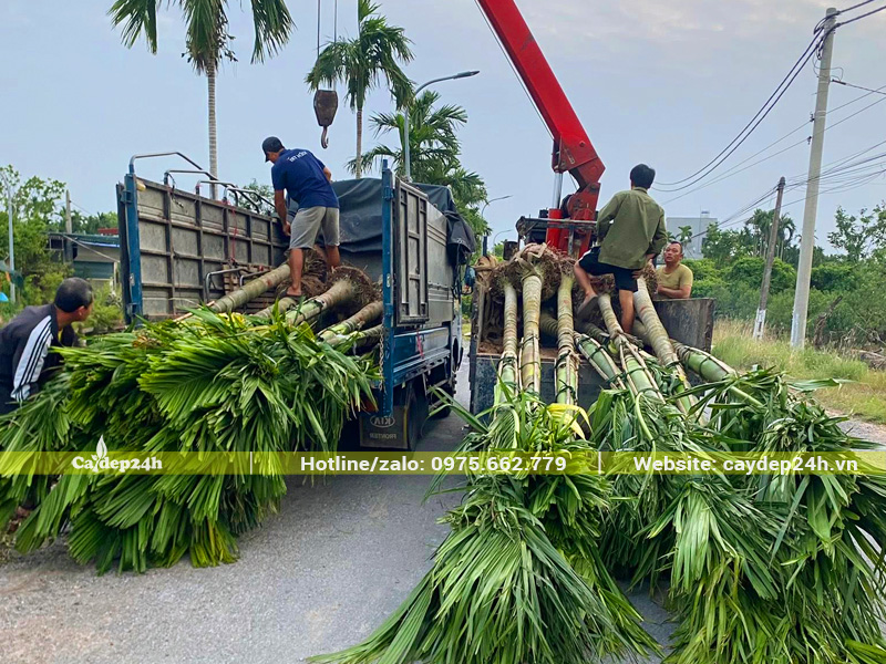 Xe cẩu tự hành đang nhấc đưa cây cau ta công trình lên thùng xe tải