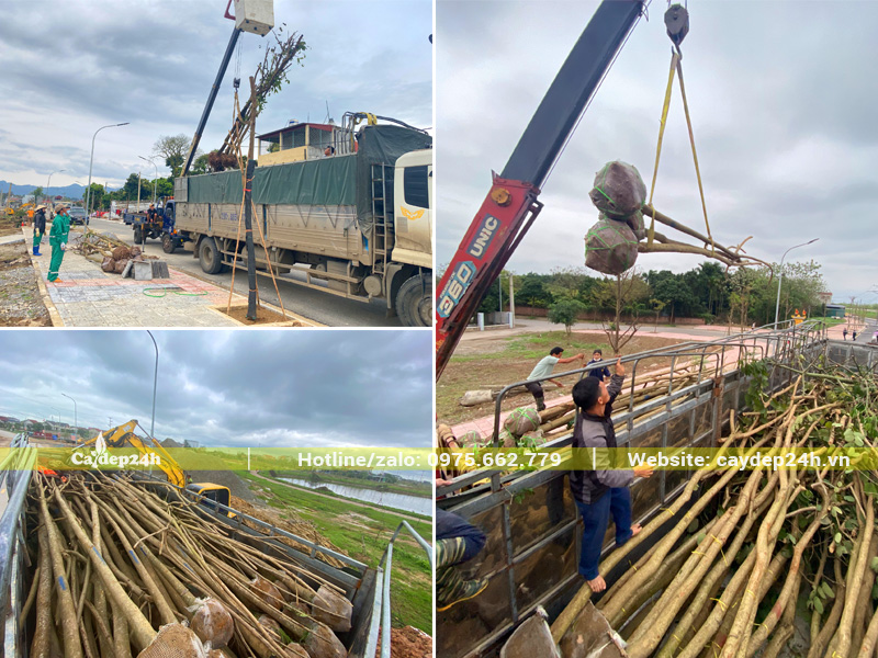 Dự án trồng cây Ban Tây Bắc cho khu công viên sinh thái