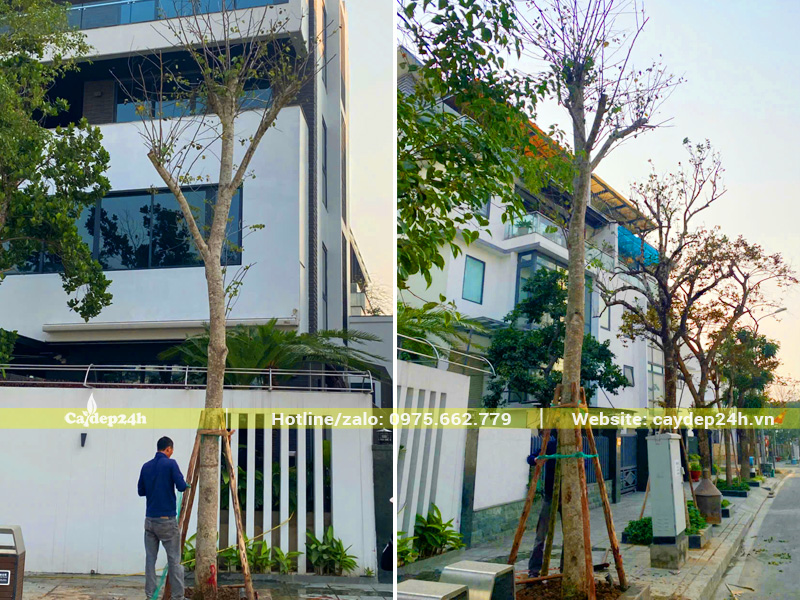 Thi công trồng cây Ban Tây Bắc cổ thụ trước cổng nhà biệt thự