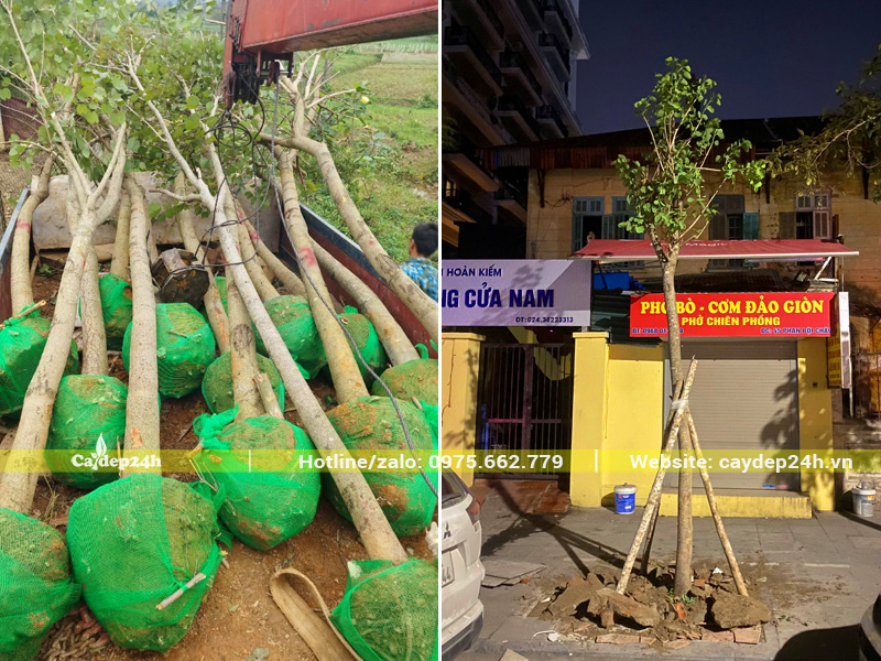 Thi công trồng Cây Ban Tây Bắc tại Hà Nội