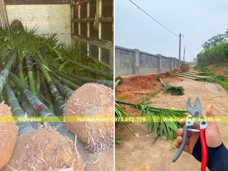 Trồng cây cau ta thành hàng thẳng dọc theo tường rào