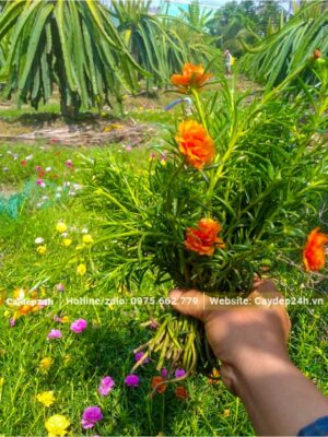 Cắt nhánh hoa Mười Giờ cam đem giâm