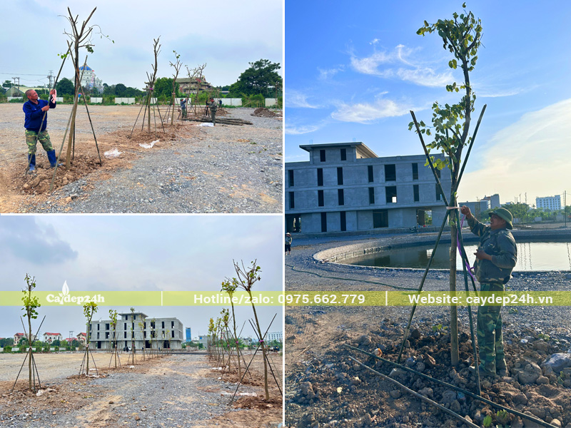 Trồng số lượng lớn Cây Ban Tây Bắc tại Ninh Bình