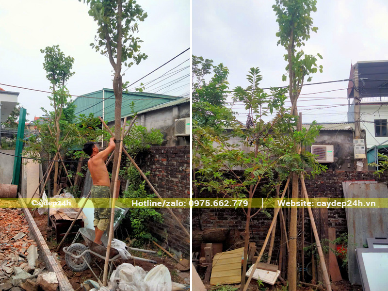 Tiến hành trồng và chống cọc đỡ cho cây Ban Tây Bắc cho sân vườn nhà