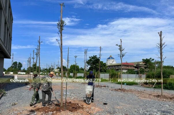 Thi công trồng cảnh quan tại Ninh Bình trọn gói, cây đẹp tuyển chọn kích thước lớn, đã tỉa tay cành