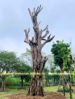 Cây cổ thụ mới dâm ủ không lâu, chiều cao khoảng gần 6m