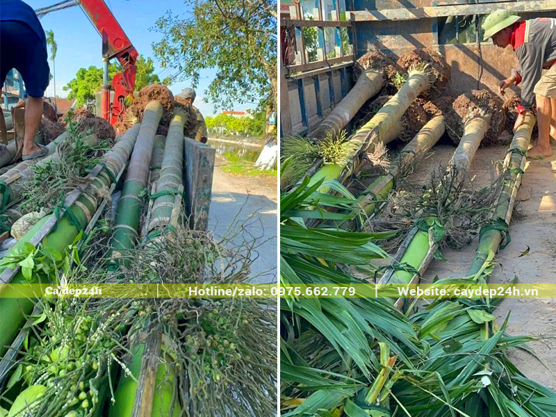 Bán cây cau ta bứng thẳng, đường kính bầu từ 45 - 50cm