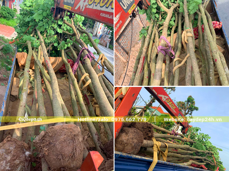 Cẩu cây Ban Tây Bắc lên xe