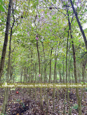 Vườn trồng và dưỡng cây từ nhỏ, đường kính gốc 3 - 5cm