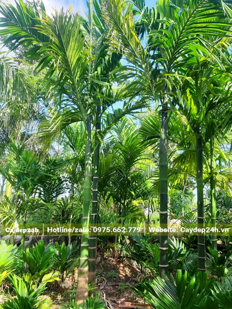 Vườn cây Cau Ta nuôi trồng từ cây nhỏ đến cây kích thước lớn