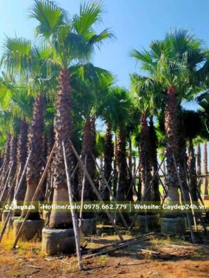 Lóng thân cao hơn 3m, cây Cọ Mỹ đã được dưỡng ủ thời gian dài