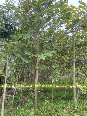 Ban Trắng Tây Bắc cao hơn 4m đang trồng tại vườn, chưa bứng bầu