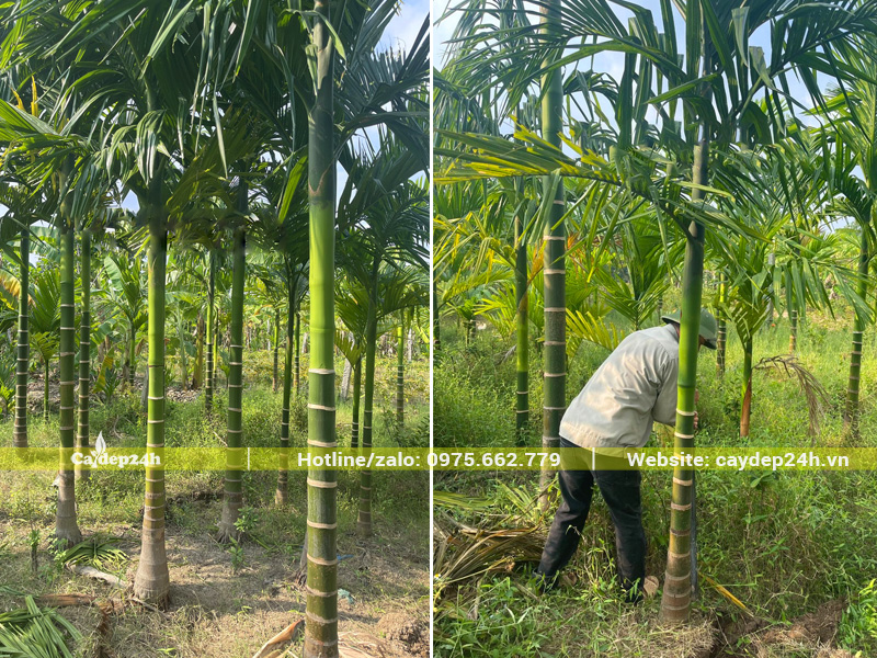 Vườn hàng trăm cây cau ta lóng thân cao 1m5