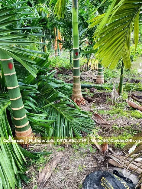 Vườn cây Cau Ta trưởng thành, lóng cao từ 1m trở lên