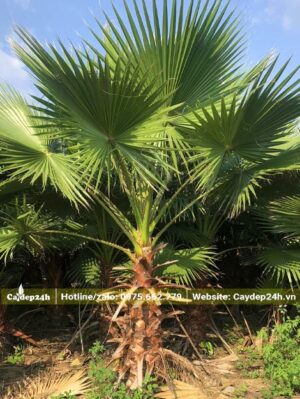 Cọ Mỹ lộ thân khoảng 50 - 60cm