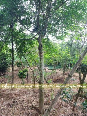 Vườn trồng cây Sanh công trình lâu năm, đường kính thân đo cách gốc 1m là 13cm