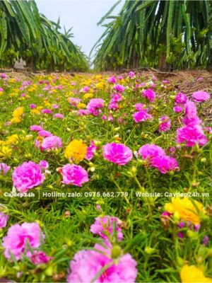 Vườn nuôi trồng diện tích lớn cây Hoa Mười Giờ Mỹ