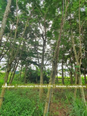 Nhà vườn có sẵn hàng trăm cây Phượng Vàng đường kính gốc 8 - 10cm, bứng nóng tại vườn