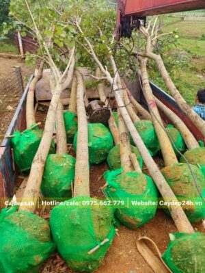 Cây mới bứng bọc bầu bằng lưới cẩn thận, tay cành đã tỉa gọn gàng