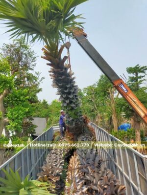 Xếp những cây Thốt Lốt cao hơn 5m lên thùng xe kéo lớn