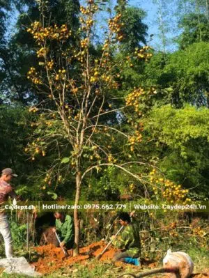 Bứng thẳng cây Hồng tết cao hơn 4m, quả sai trĩu