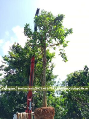 Cần cẩu đang di chuyển cây Hoàng Lan Công Chúa cổ thụ lên xe