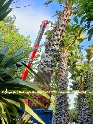 Cần cẩu đang nhấc cây Thốt Nốt lóng cao 4m ra khỏi bầu dâm ủ