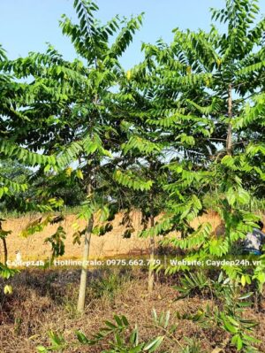 Hoàng Lan Công Chúa cao hơn 3m, tán đều và đẹp