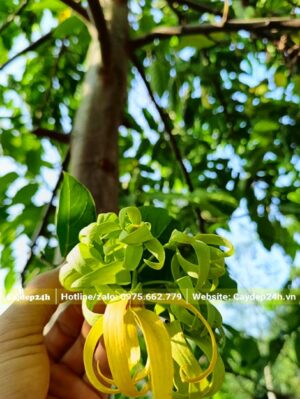 Hoa của cây Hoàng Lan công chúa đẹp