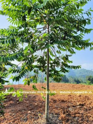 Cây hoa Hoàng Lan Tây chiều cao từ 4m trở lên