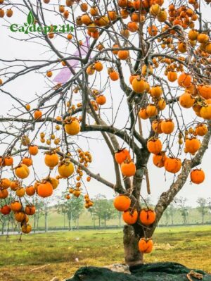 Cây Hồng Tết sai trĩu quả, quả màu cam thu hút mọi ánh nhìn