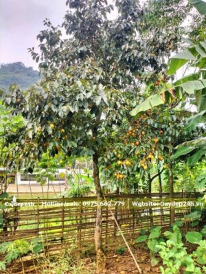 Hồng Tết sai trĩu, quả đang bắt đầy chuyển sang màu vàng