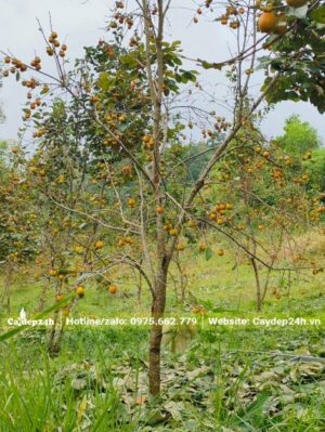 Vặt lá cho toàn bộ vườn cây Hồng để chuẩn bị bán Tết