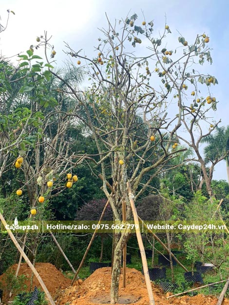 Dâm ủ kỹ cây Hồng Tết đường kính gốc 12 - 15cm