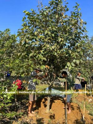 Hồng Tết đường kính gốc 10 - 12cm, đường kính tán khoảng 1.5m